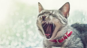 Обои для рабочего стола: Кошачья усталость