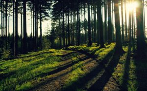 Обои для рабочего стола: Лесная дроога
