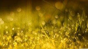 Обои для рабочего стола: Golden morning