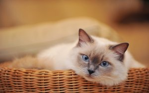 Обои для рабочего стола: Смышленый взгляд