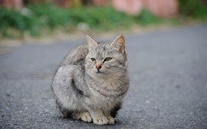Обои для рабочего стола: Кошка-копилка