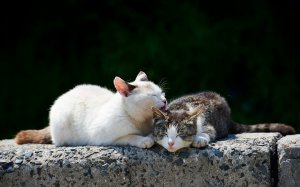 Обои для рабочего стола: Пара котов