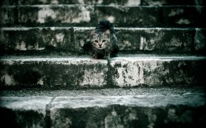 Обои для рабочего стола: Кошка на ступеньках