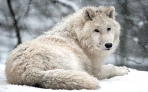 Обои для рабочего стола: Белый волк