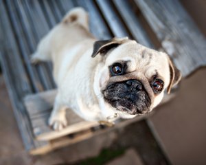 Обои для рабочего стола: Милый мопс