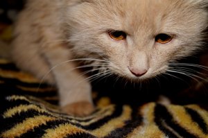 Обои для рабочего стола: Крадётся