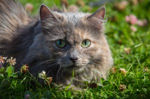 Обои для рабочего стола: Кот в засаде