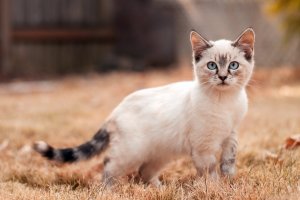 Обои для рабочего стола: Дымчатый котик