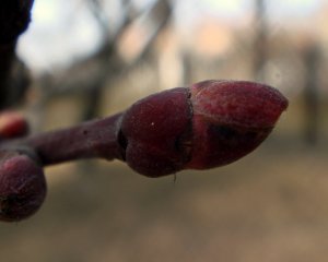 Обои для рабочего стола: Весенняя почка