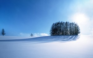 Обои для рабочего стола: Одинокий лесок