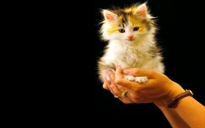 Обои для рабочего стола: Кот-копилка