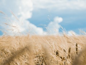 Обои для рабочего стола: Летняя трава
