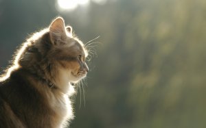 Обои для рабочего стола: Котовый профиль