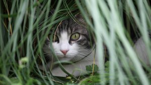 Обои для рабочего стола: Кот из зарослей