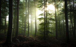 Глухой ельник - скачать обои на рабочий стол