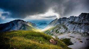 Обои для рабочего стола: Горный козел