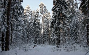 Обои для рабочего стола: Ели до небес