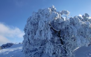 Обои для рабочего стола: Зимний наряд