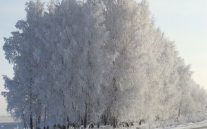 Обои для рабочего стола: Белоснежная лесополо...