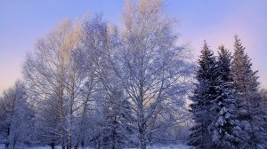 Обои для рабочего стола: Зимний лес
