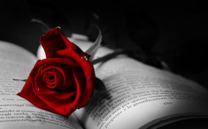 Обои для рабочего стола: Алая роза на книге