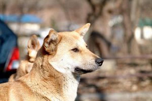 Обои для рабочего стола: Ушки на макушке