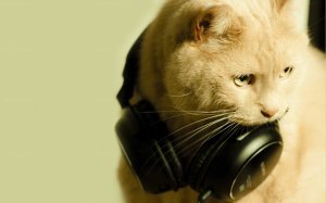 Обои для рабочего стола: Кот в наушниках