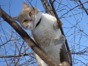 Обои для рабочего стола: Кот на дереве