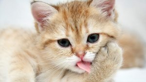 Обои для рабочего стола: Кошачий туалет