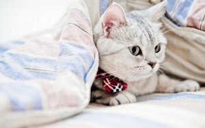 Обои для рабочего стола: Шотландка