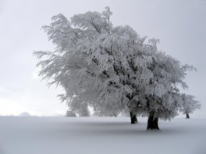 Обои для рабочего стола: Зимние наряды природ...