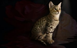 Обои для рабочего стола: Нарисованный котейка
