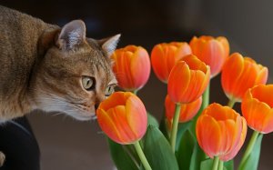 Обои для рабочего стола: Кот-флорист