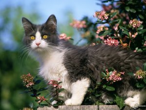 Обои для рабочего стола: Кот на заборе