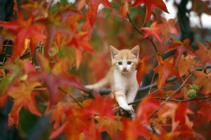 Котенок на дереве - скачать обои на рабочий стол