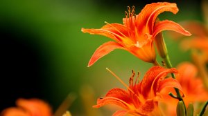 Обои для рабочего стола: Лилия Orange