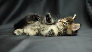 Обои для рабочего стола: Котенок на спине