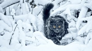 Обои для рабочего стола: Домашний разбойник