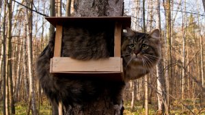 Обои для рабочего стола: Кот в домике