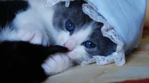 Обои для рабочего стола: Котенок в чепце