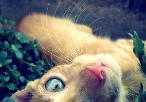 Обои для рабочего стола: Кошачий глаз