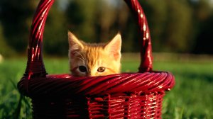 Обои для рабочего стола: Котенок из корзины