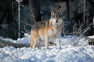 Обои для рабочего стола: Рыжий волк
