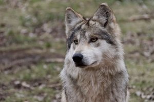 Обои для рабочего стола: Доверчивый взгляд