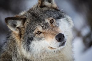 Обои для рабочего стола: Ласковый и нежный