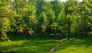 Тропа через парк - скачать обои на рабочий стол