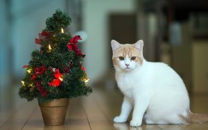Обои для рабочего стола: Котейка на новый год