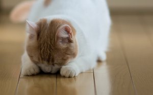 Обои для рабочего стола: Кошка-журилка