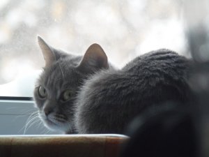 Обои для рабочего стола: Чего вам?