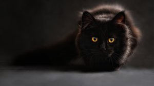 Обои для рабочего стола: Охотница
